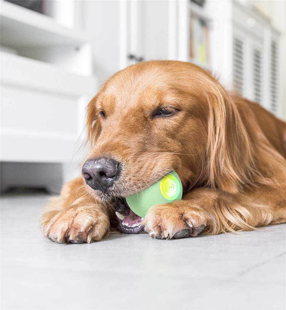 CHEERBLE WICKED BALL PE GREEN FÜR MITTELGROßE HUNDE