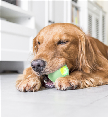 CHEERBLE WICKED BALL PE GREEN FÜR MITTELGROßE HUNDE