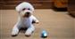 CHEERBLE WICKED BALL SE BLUE FÜR KLEINE HUNDE